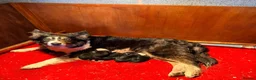 Border Collie dogs for sale: 2 Beautiful Collie Dogs for sale  - Advert 8