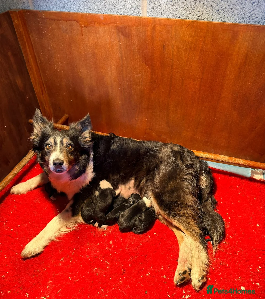 Border Collie dogs for sale: 2 Beautiful Collie Dogs for sale  - Advert 8
