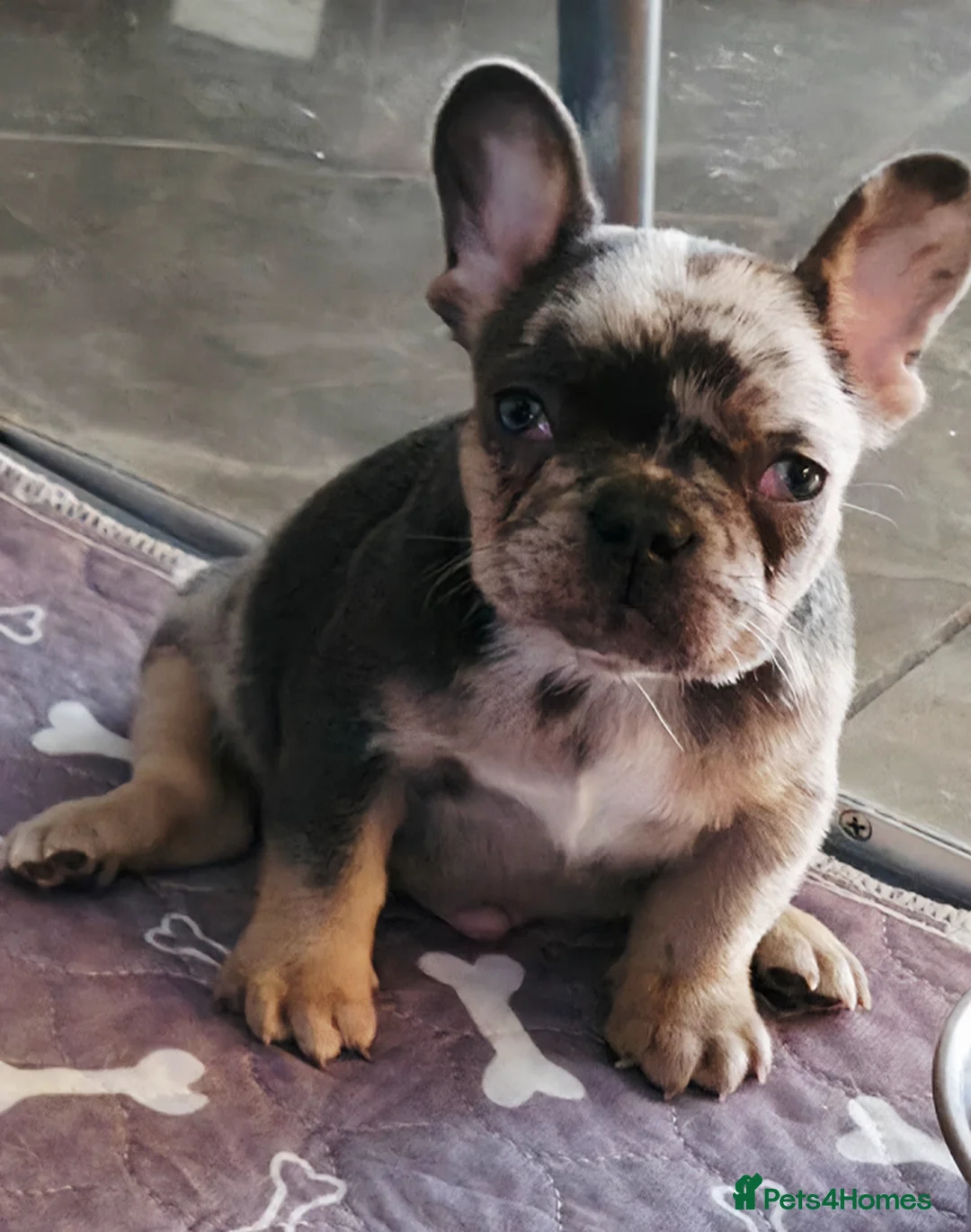 French Bulldog dogs for sale: Blue, Blue Merle and Blue Koi French Bulldog Pups  - Advert 7