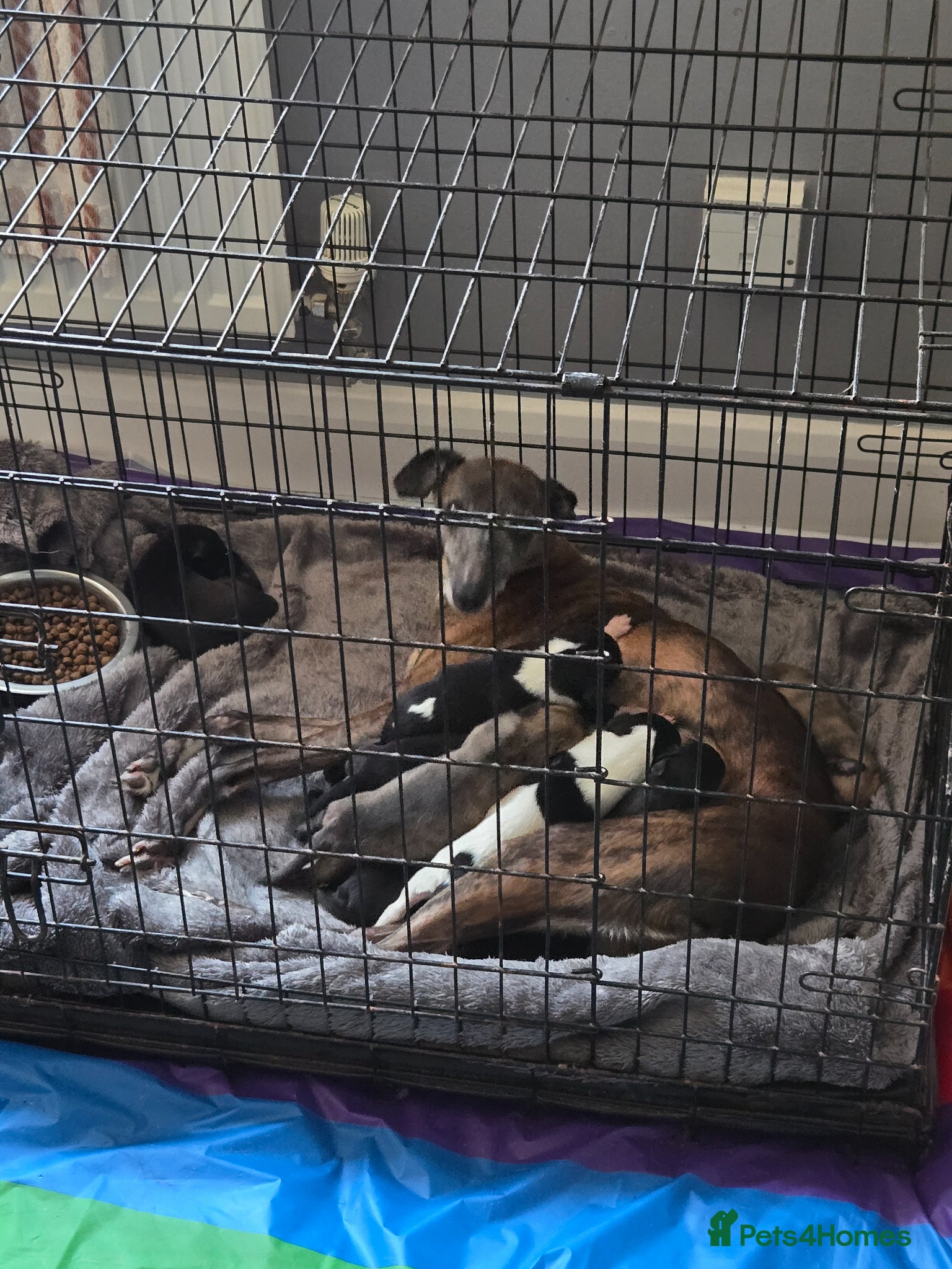 Whippet dogs for sale: Kc whippets for sale - Advert 1