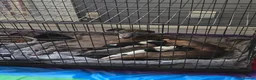 Whippet dogs for sale: Kc whippets for sale - Advert 1