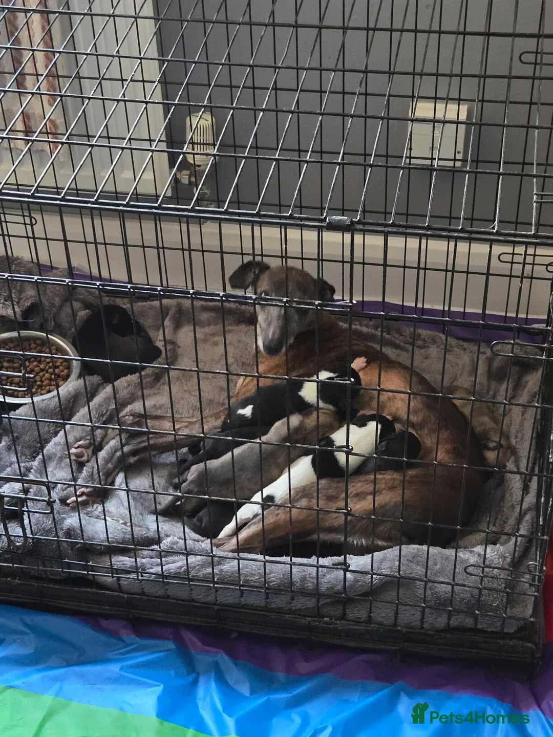 Whippet dogs for sale: Kc whippets for sale - Advert 1