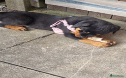 Rottweiler dogs for sale: Rottweiler bicth  - Image 4