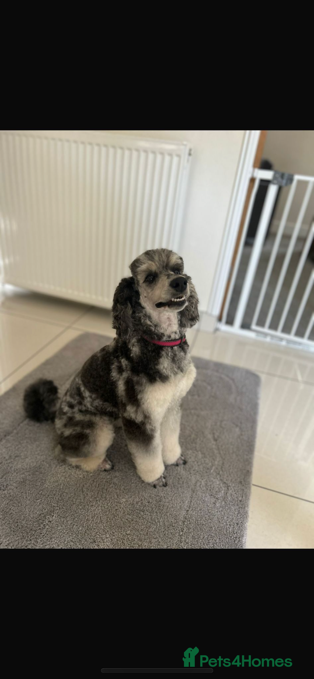 Miniature Poodle dogs for sale: Miniature Merle poodle puppies 🌈🐶❤️ - Advert 8