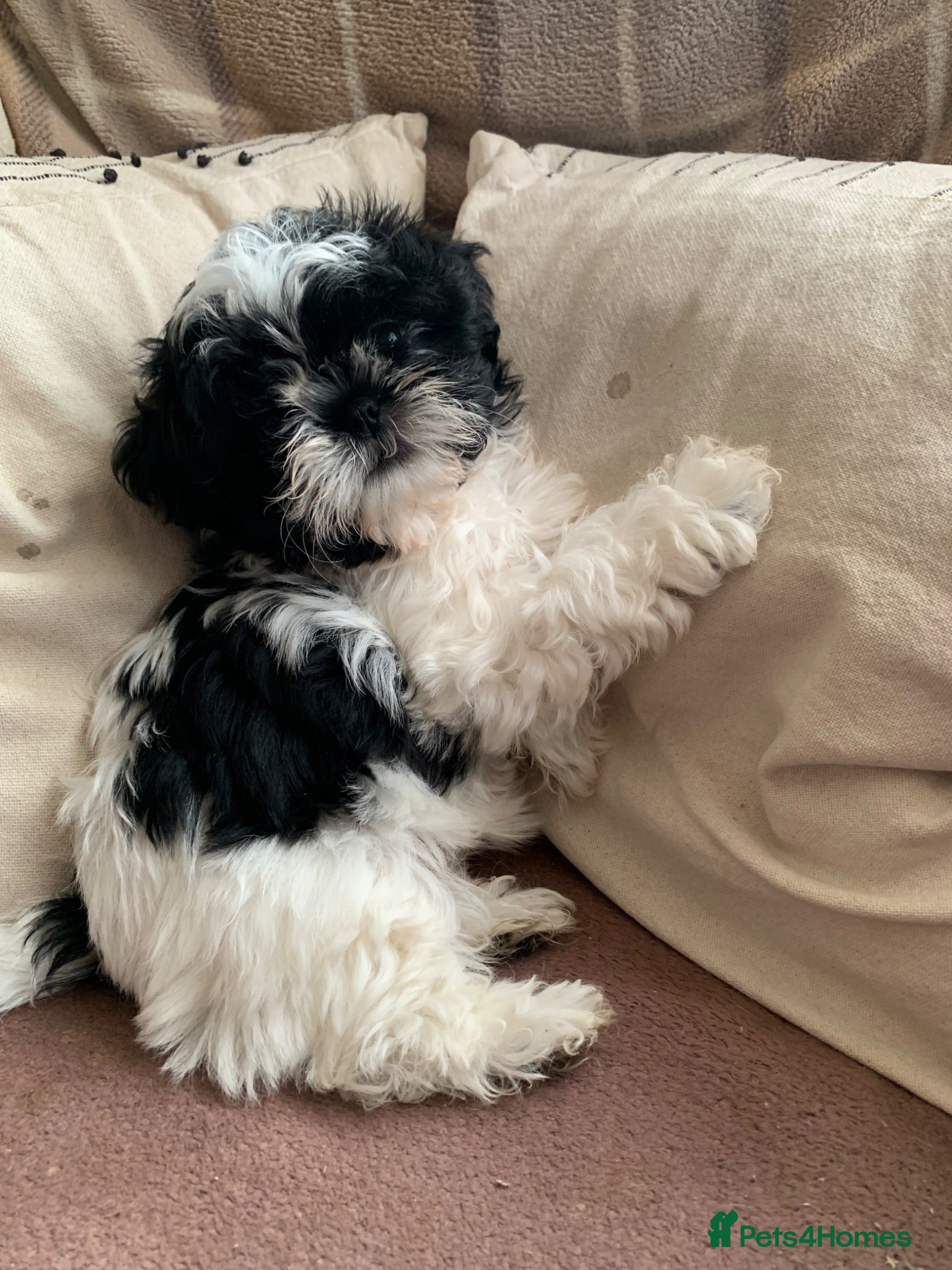 Shih Tzu dogs Shih Tzu puppies available - Advert 1