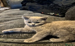 British Shorthair cats for sale: British shorthair kittens  - Image 10
