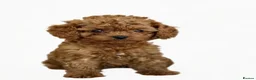 Cavapoo dogs for sale: Adorable teddy bear toy cavapoo  - Advert 7