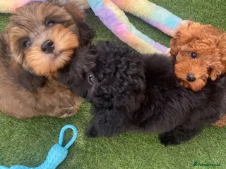 Cavapoo dogs Stunning F1b Cavapoo Girls DNA Tested lines - Advert 5
