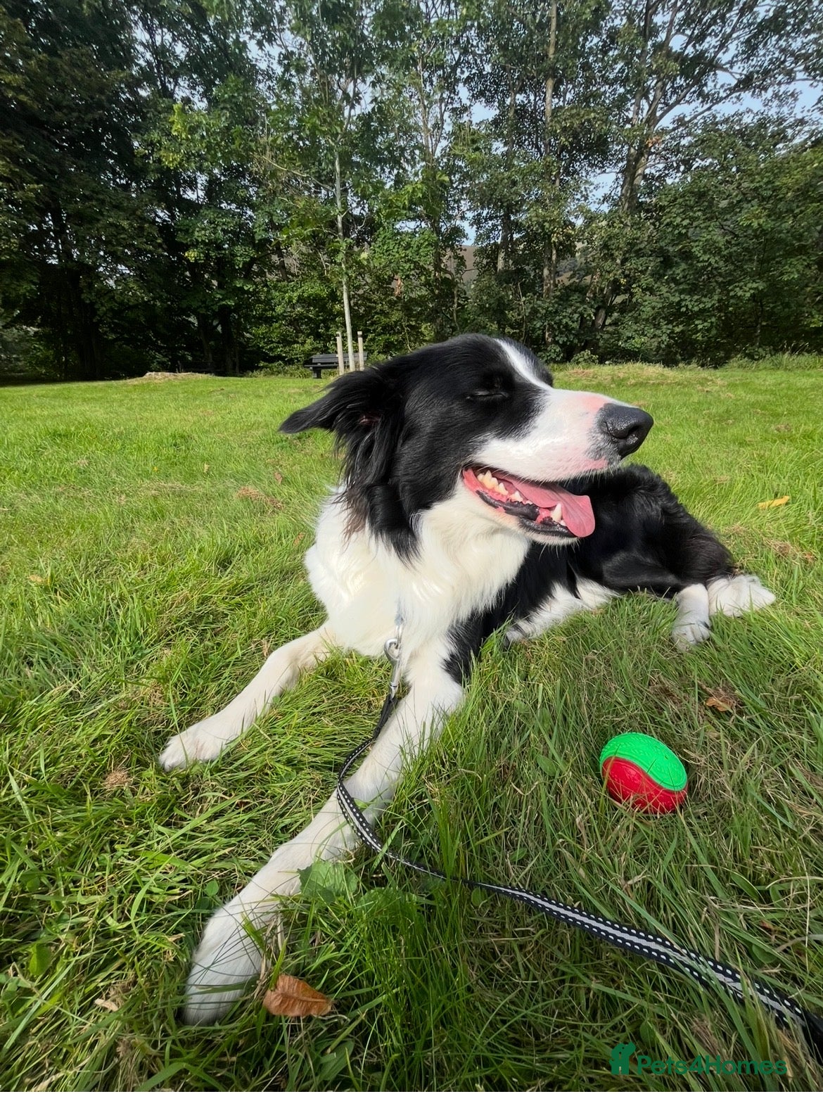 Border Collie dogs 🐾 Handsome Purebred Border Collie Stud 🐾 - Advert 1