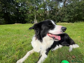 Border Collie dogs 🐾 Handsome Purebred Border Collie Stud 🐾 - Advert 7