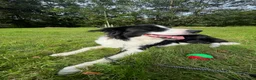 Border Collie dogs for stud: 🐾 Handsome Purebred Border Collie Stud 🐾 - Advert 1