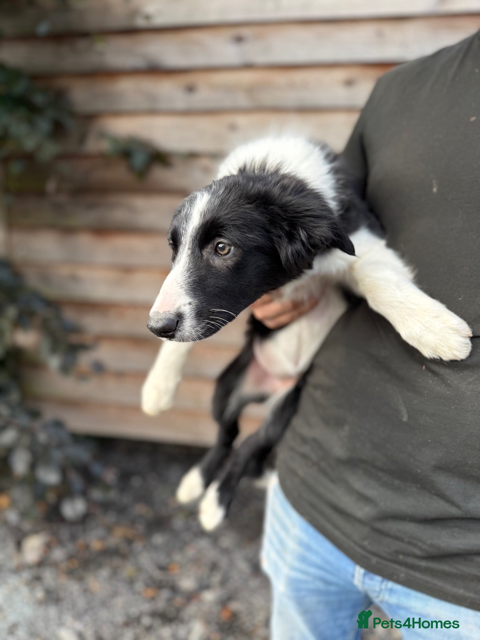 Border Collie dogs Border Collie Puppies  - Advert 17