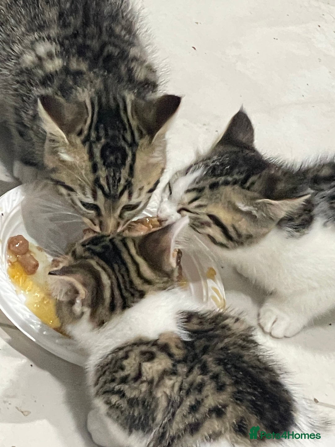 British Shorthair cats for sale: 8 weeks old kittens Ready to be Homed - Image 9