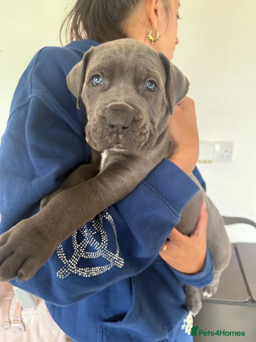 Cane Corso dogs for sale: 2 beautiful chunky cane corso male puppies  - Advert 1