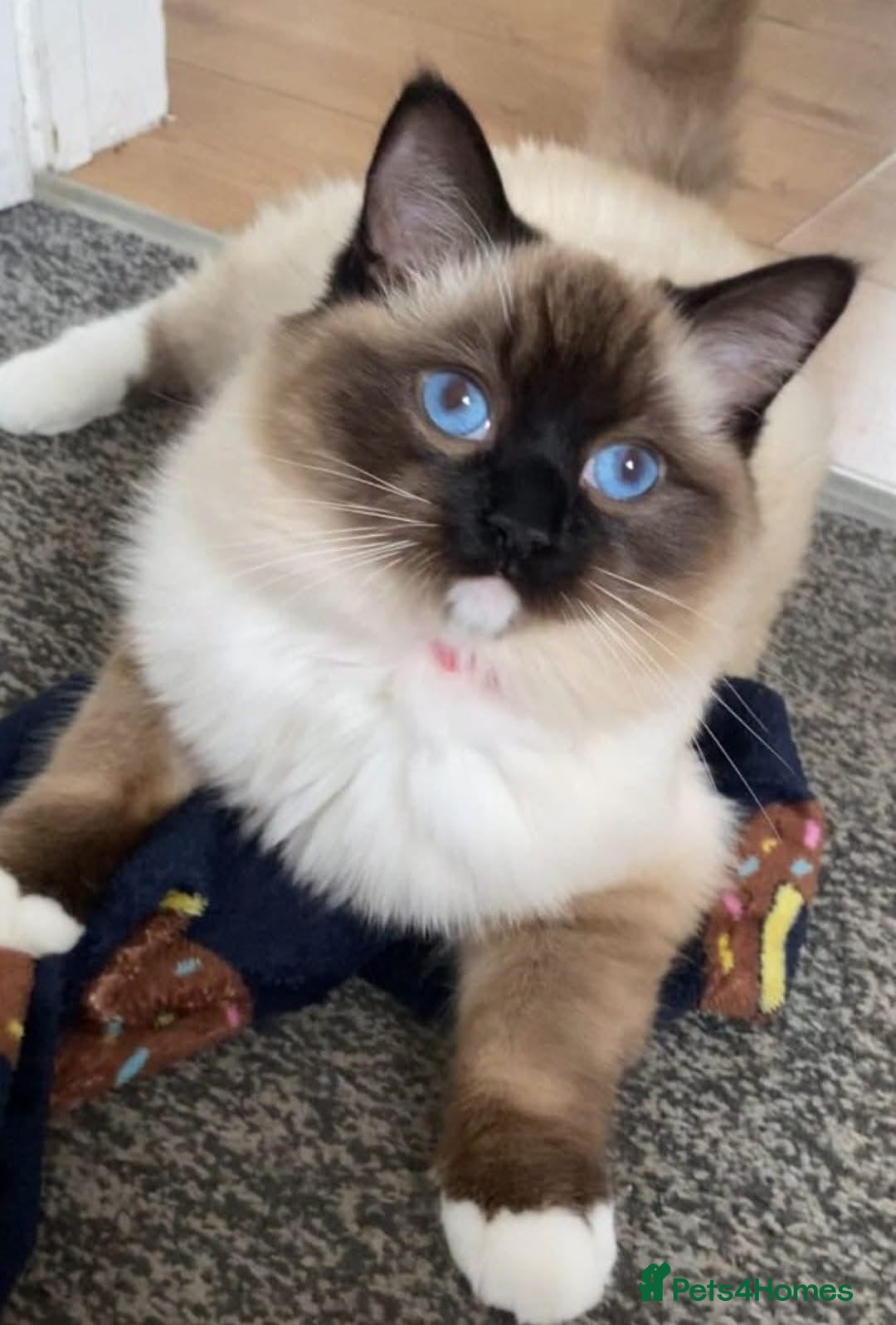 Ragdoll cats for sale: Beautiful purebreed Ragdoll kittens - Advert 17