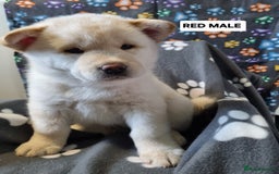 Mixed Breed dogs for sale: Chowsky pups - Image 5