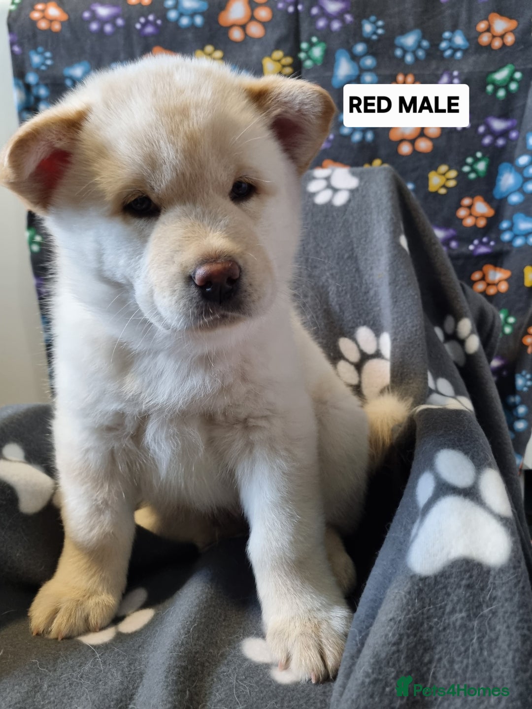 Mixed Breed dogs for sale: Chowsky pups - Image 5