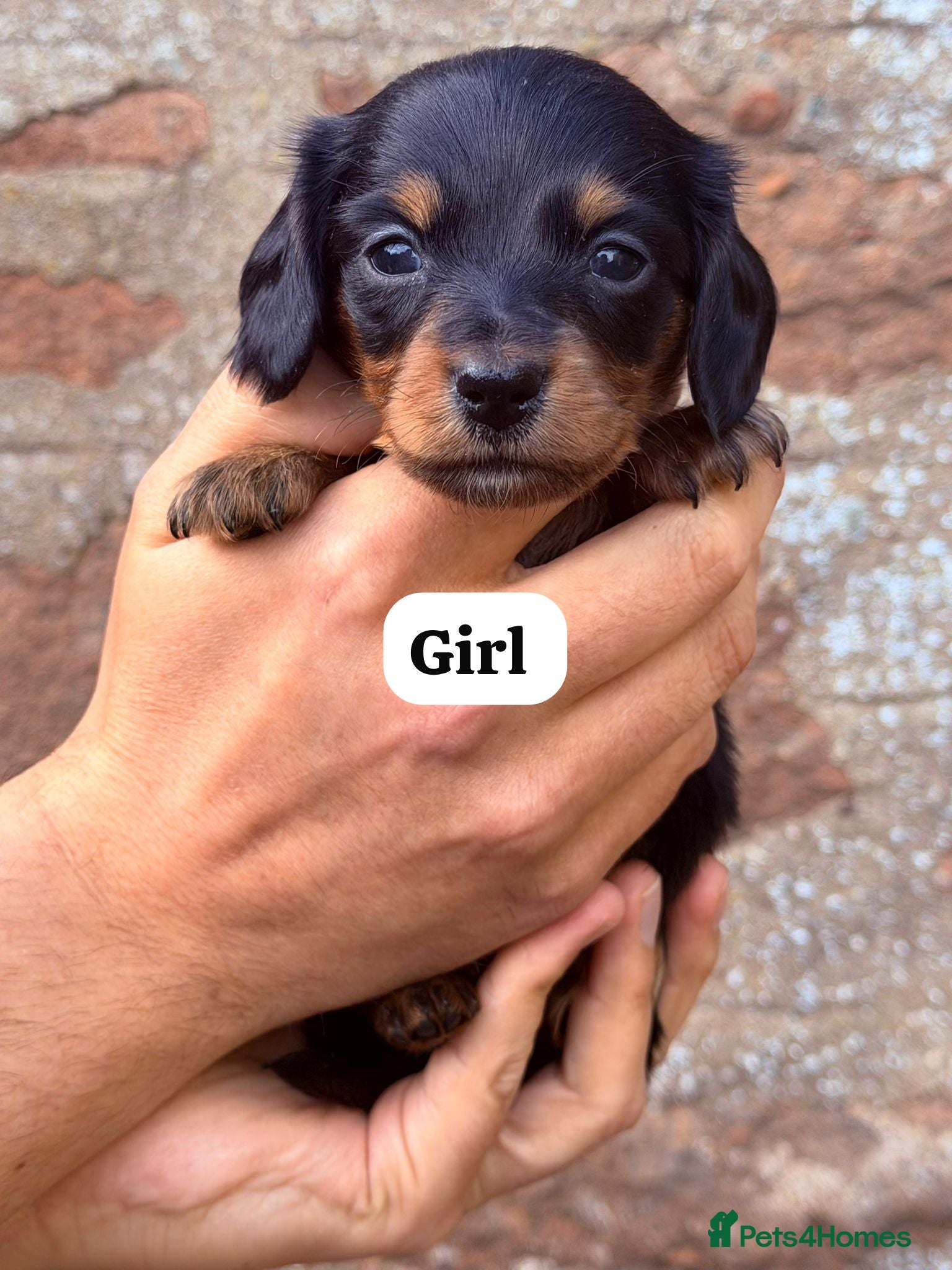 Miniature Dachshund dogs 🐾 Miniature Dachshund Long/Short Pups For Sale 🐾 - Advert 8