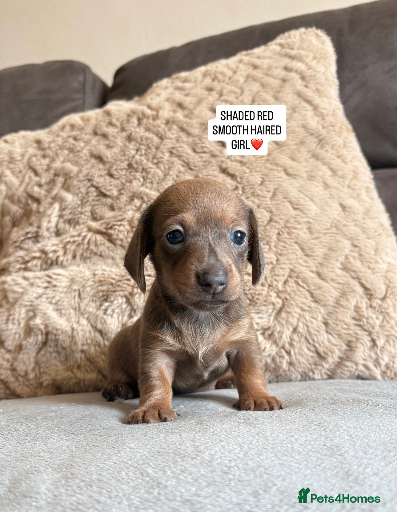 Miniature Dachshund dogs MINIATURE DACHSHUND PUPPIES🐾 - Advert 2