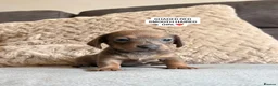 Miniature Dachshund dogs for sale: MINIATURE DACHSHUND PUPPIES🐾 - Advert 2