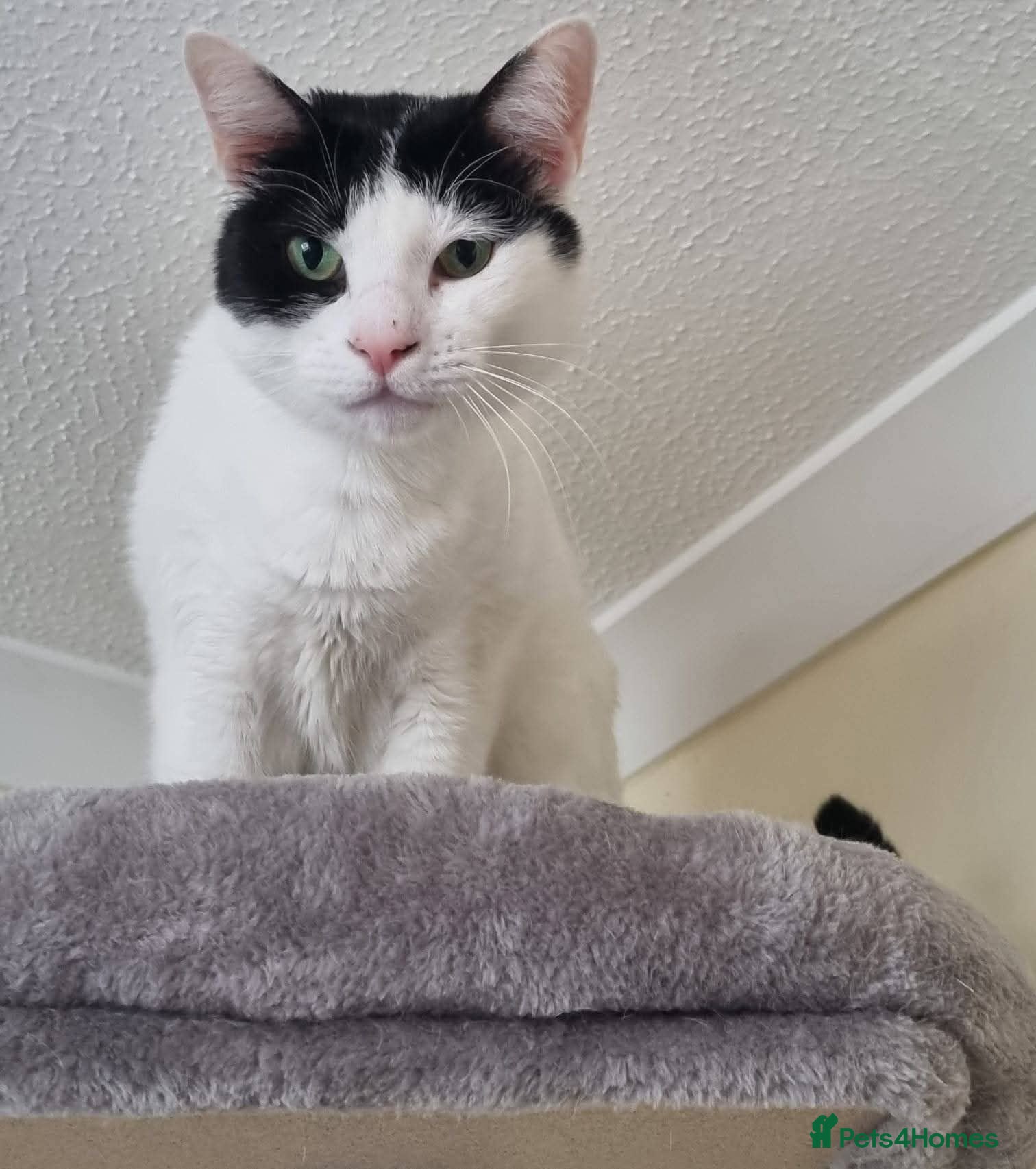 Mixed Breed cats Gorgeous Rescue Girl Mila - Advert 1