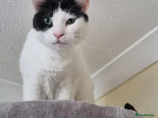 Mixed Breed cats Gorgeous Rescue Girl Mila - Advert 1