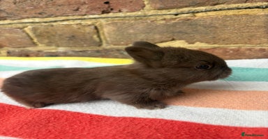 Netherland Dwarf rabbits - Advert 7