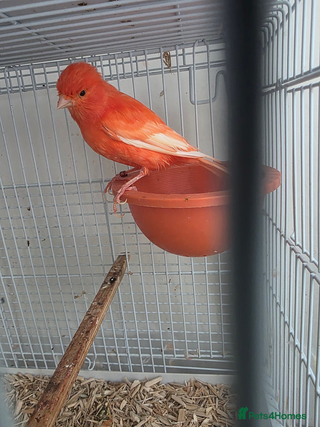 Canaries birds for sale: 2 red canaries  - Image 3