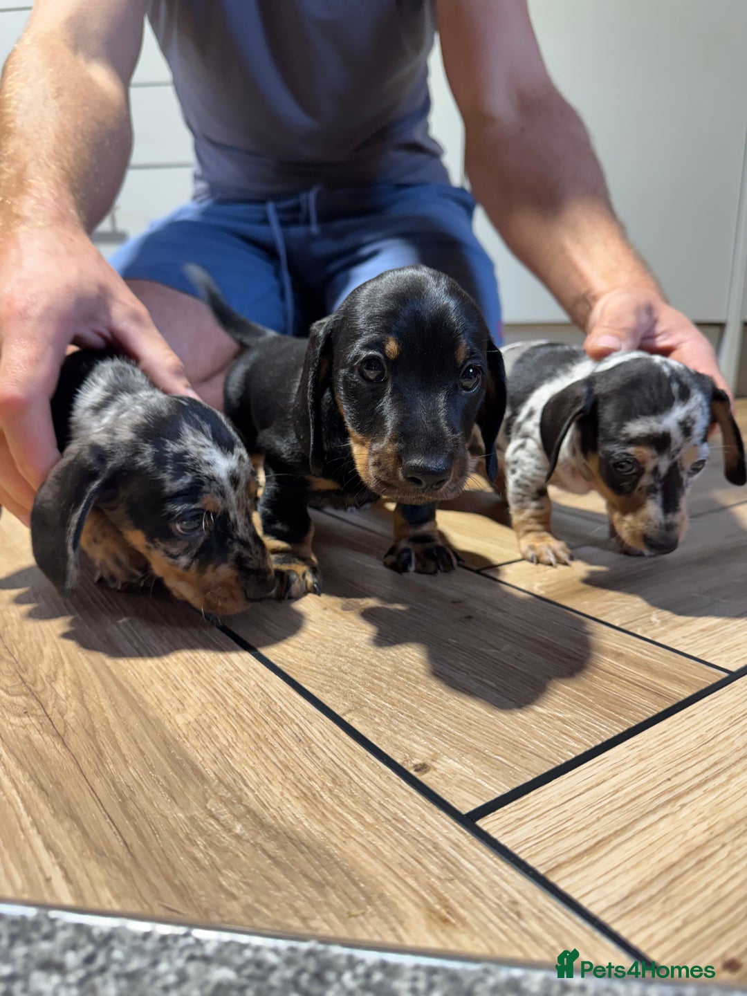 Miniature Dachshund dogs for sale: Outstanding litter of miniature Dachshund Puppies - Image 8