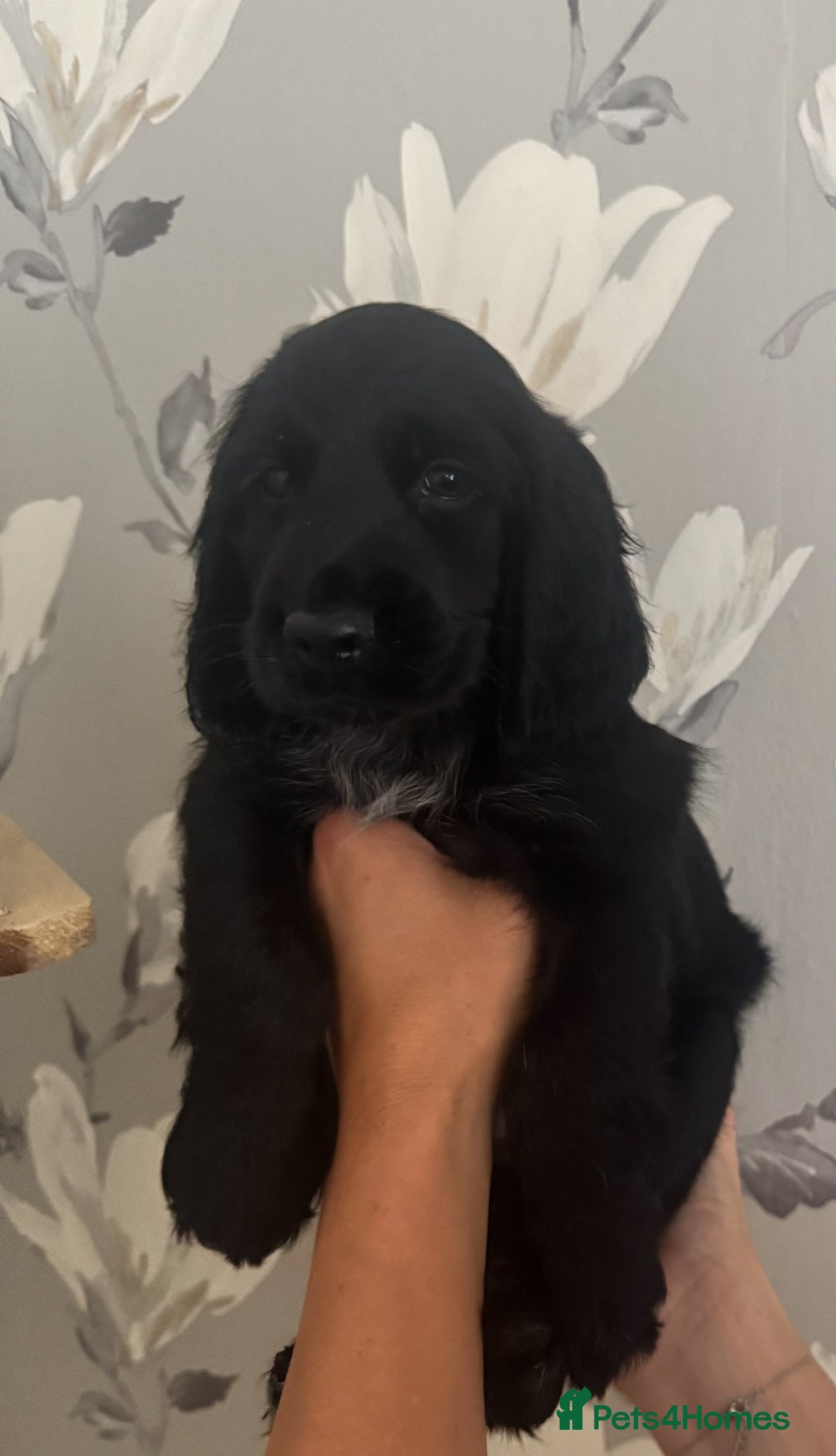 Cocker Spaniel dogs for sale: Cocker Spaniel Puppies  - Image 14