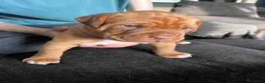 Dogue De Bordeaux 1