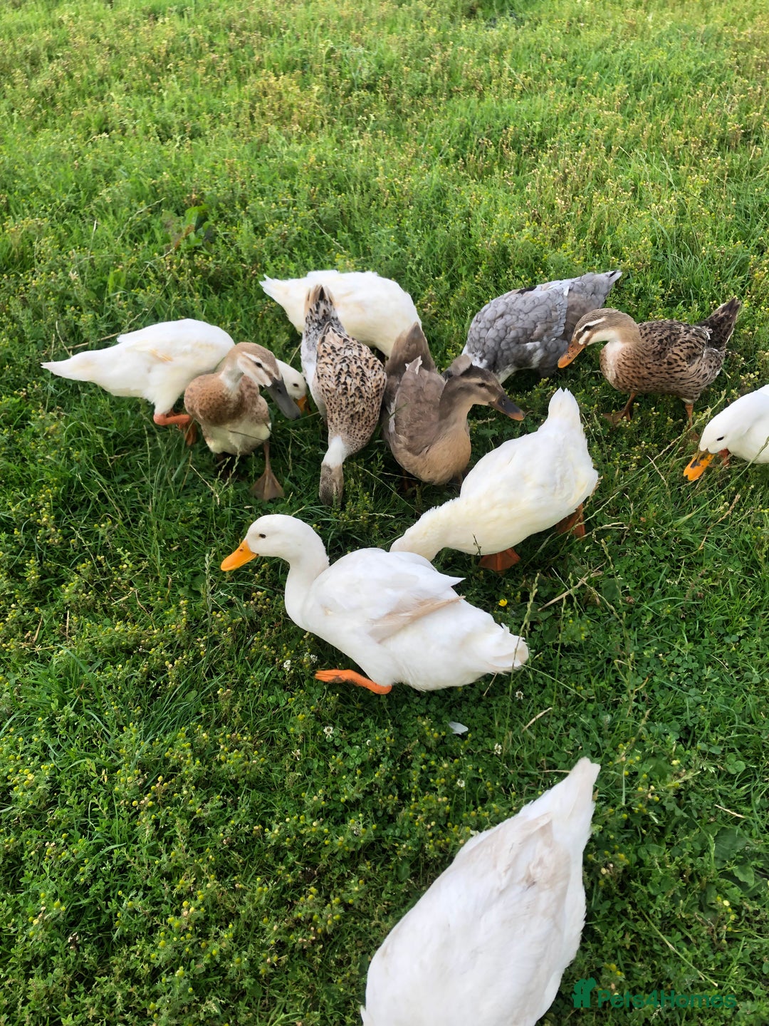 Ducks poultry for sale: Appleyards /aylesbury, runner ducks  - Image 4