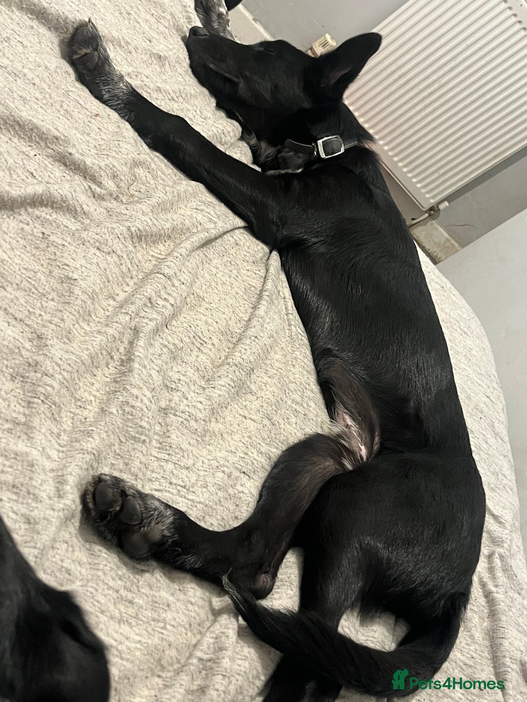 Mixed Breed dogs for sale: Bandit  - Advert 7