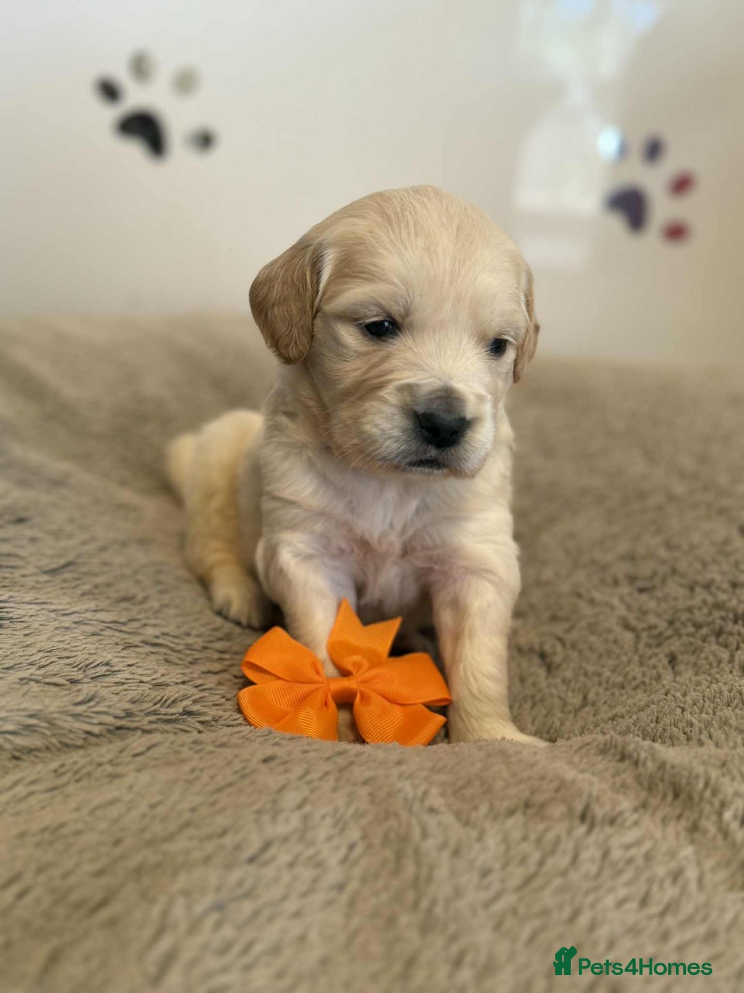 Golden Retriever dogs for sale: Stunning health tested Golden Retriever Puppies  - Advert 40