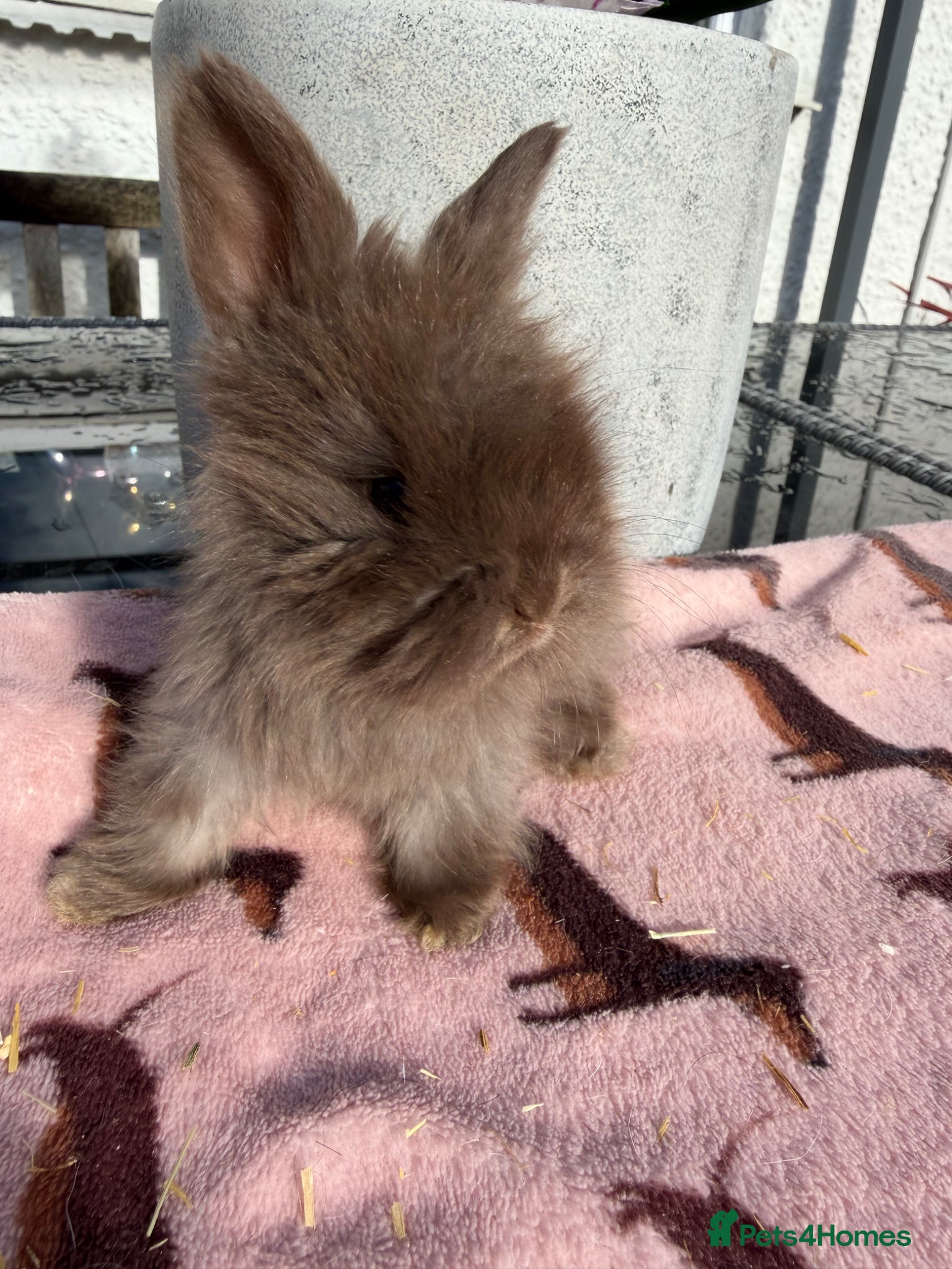 Angora rabbits for sale: Angora buns - Advert 14