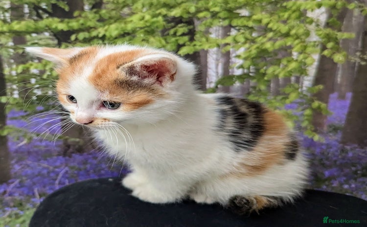 Mixed Breed cats - Advert 11