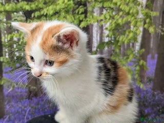 Mixed Breed cats - Advert 5