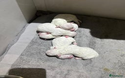 Bichon Frise dogs for sale: Pure Bichon Frise - Image 11