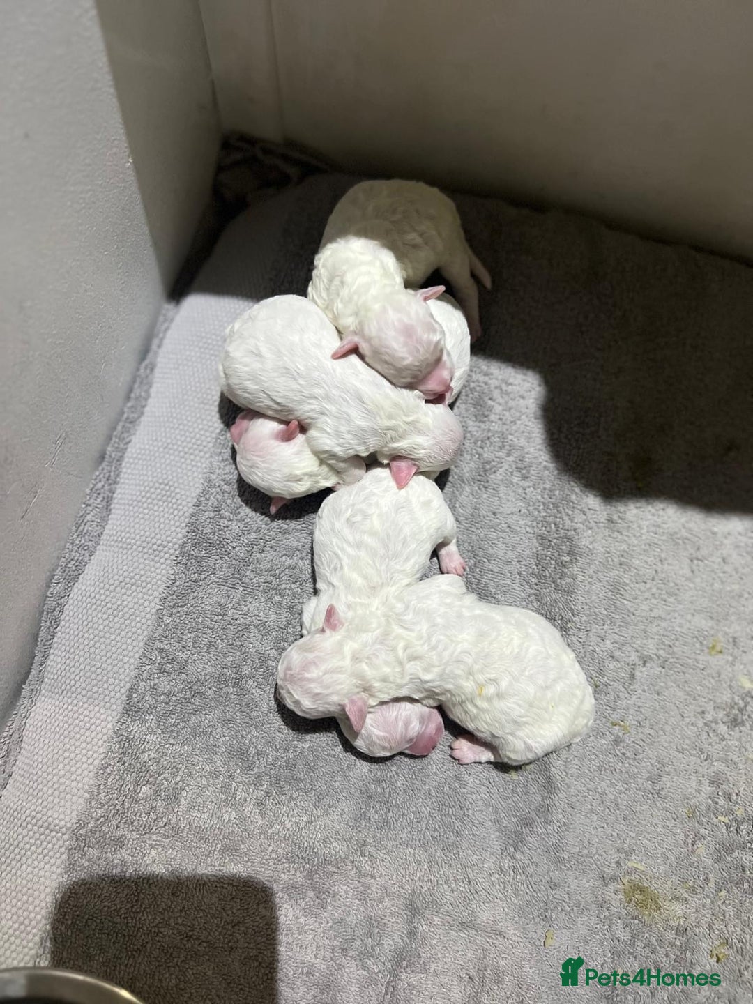 Bichon Frise dogs for sale: Pure Bichon Frise - Image 11