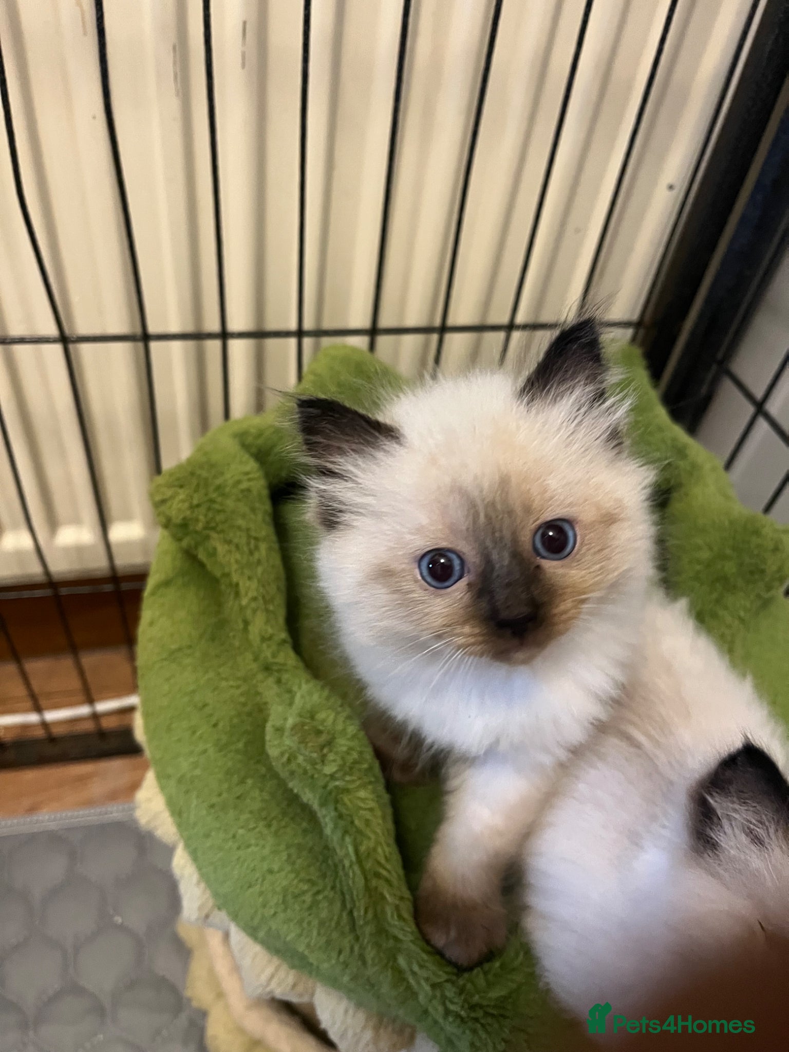 Ragdoll cats  Beautiful Pure Ragdoll kittens  - Advert 4