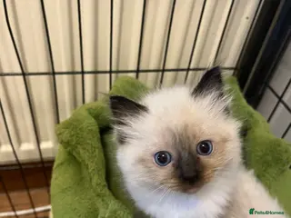 Ragdoll cats Beautiful Pure Ragdoll kittens - Advert 4