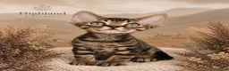Devon Rex cats for sale: Devon Rex Kittens GCCf Registered Champions - Advert 13