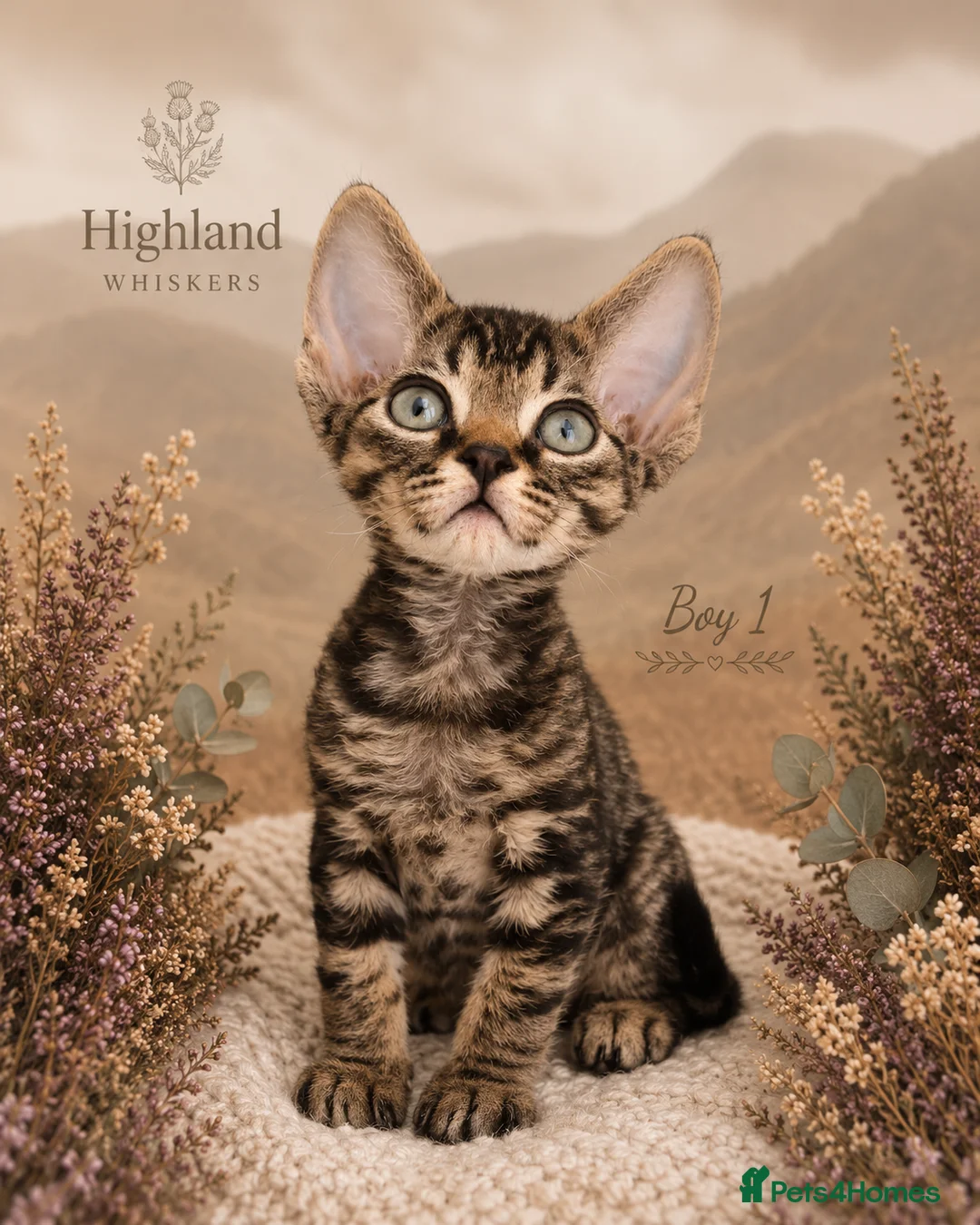 Devon Rex cats for sale: Devon Rex Kittens GCCf Registered Champions - Advert 13