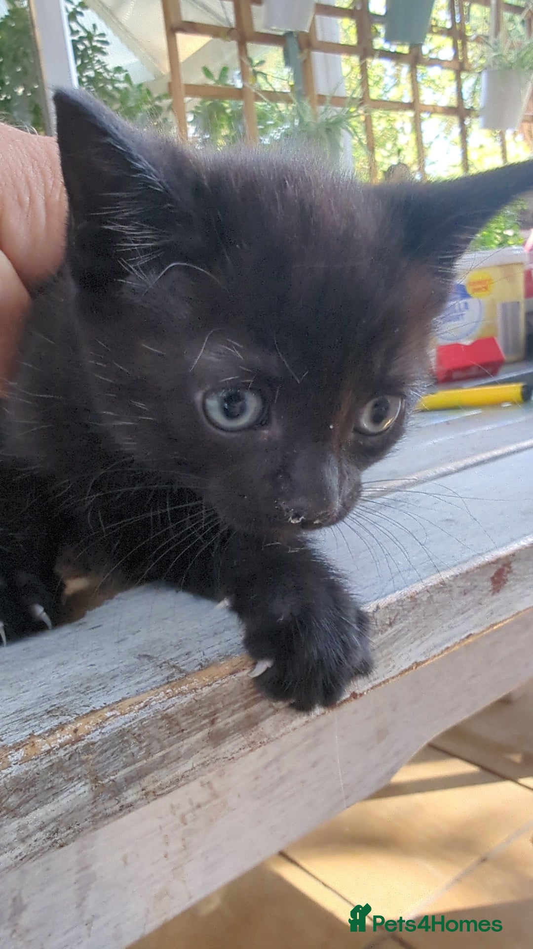 Mixed Breed cats for sale: Boy and girl for news home - Image 6