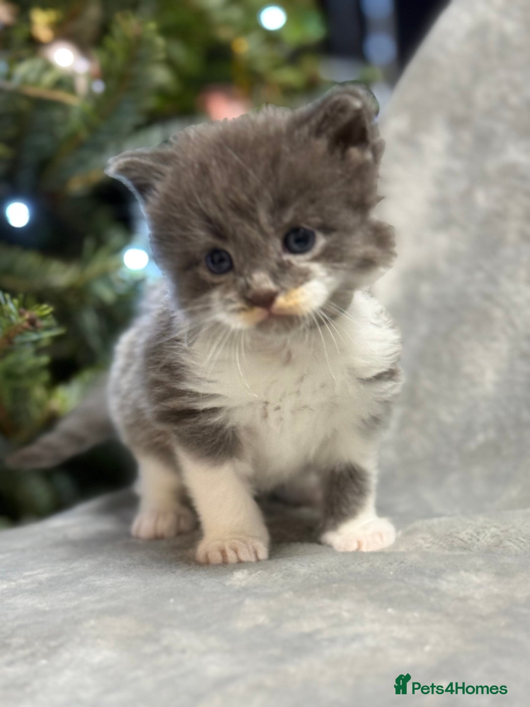 Maine Coon cats for sale: 5 adorable maine coon kittens - Advert 2