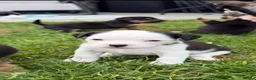 Mixed Breed dogs for sale: Fluffy French puppie in Staines - Advert 6