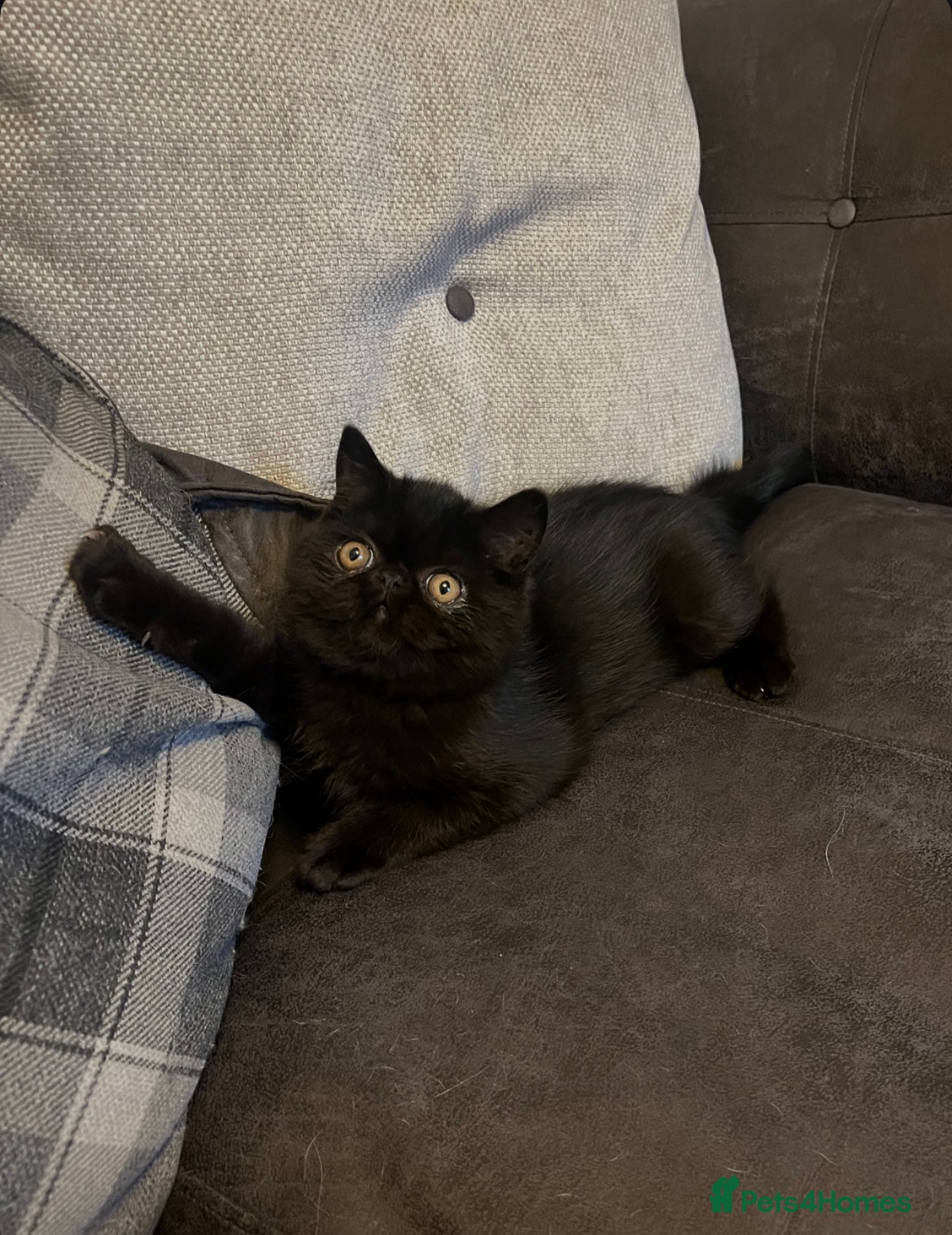 Exotic cats Ready now GCCF reg Stunning sh exotic kittens  - Advert 10