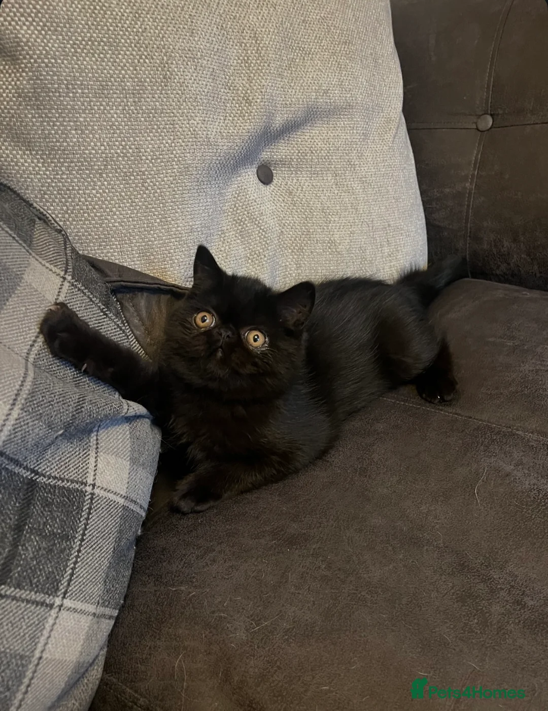 Exotic cats for sale: Ready now GCCF reg Stunning sh exotic kittens  - Advert 1