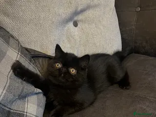 Exotic cats Ready now GCCF reg Stunning sh exotic kittens - Advert 10