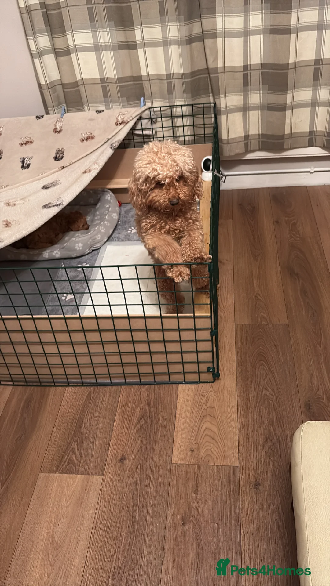 Cockapoo dogs for sale: Cockapoo - Advert 2